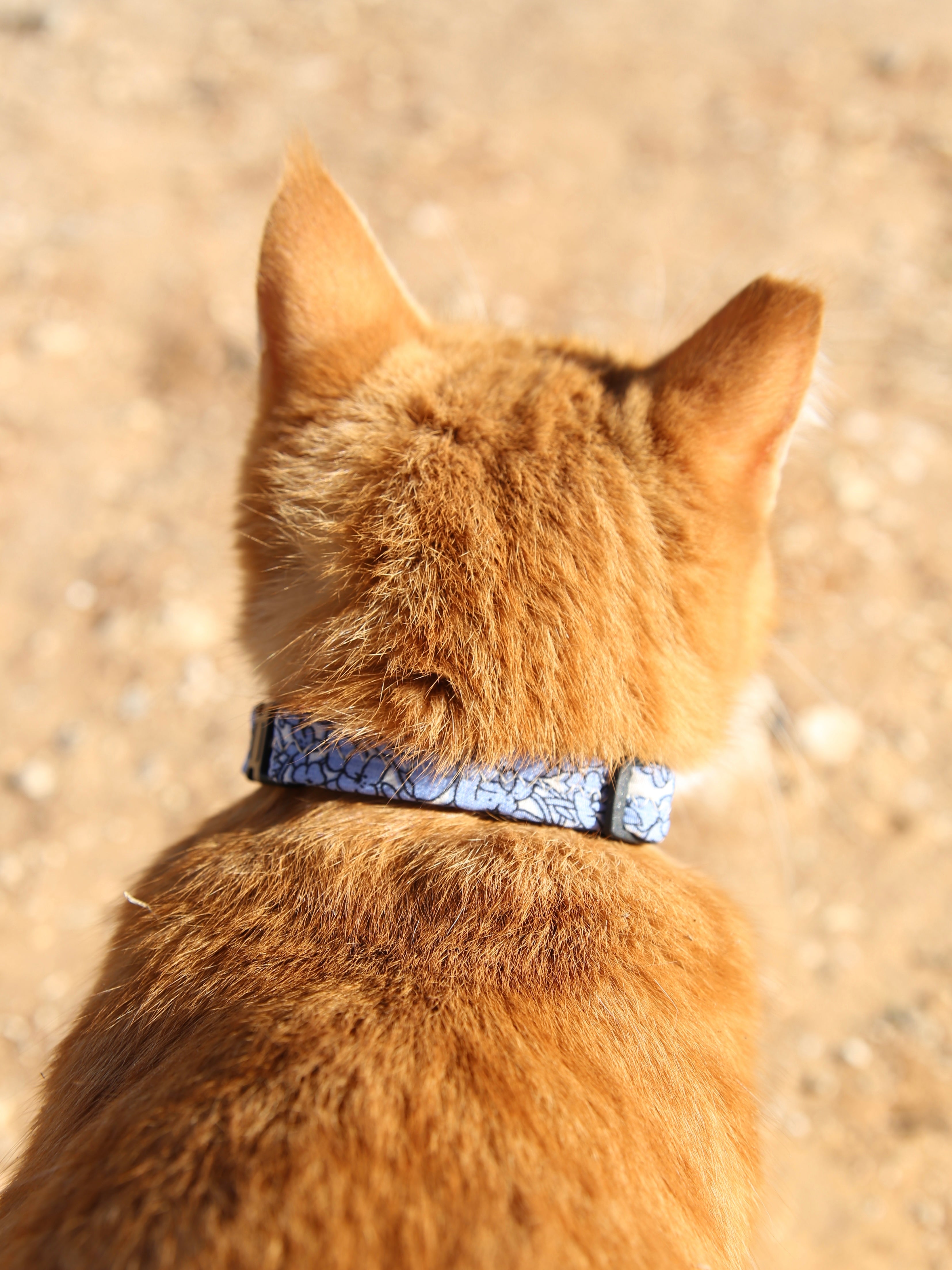 קולרים לחתולים