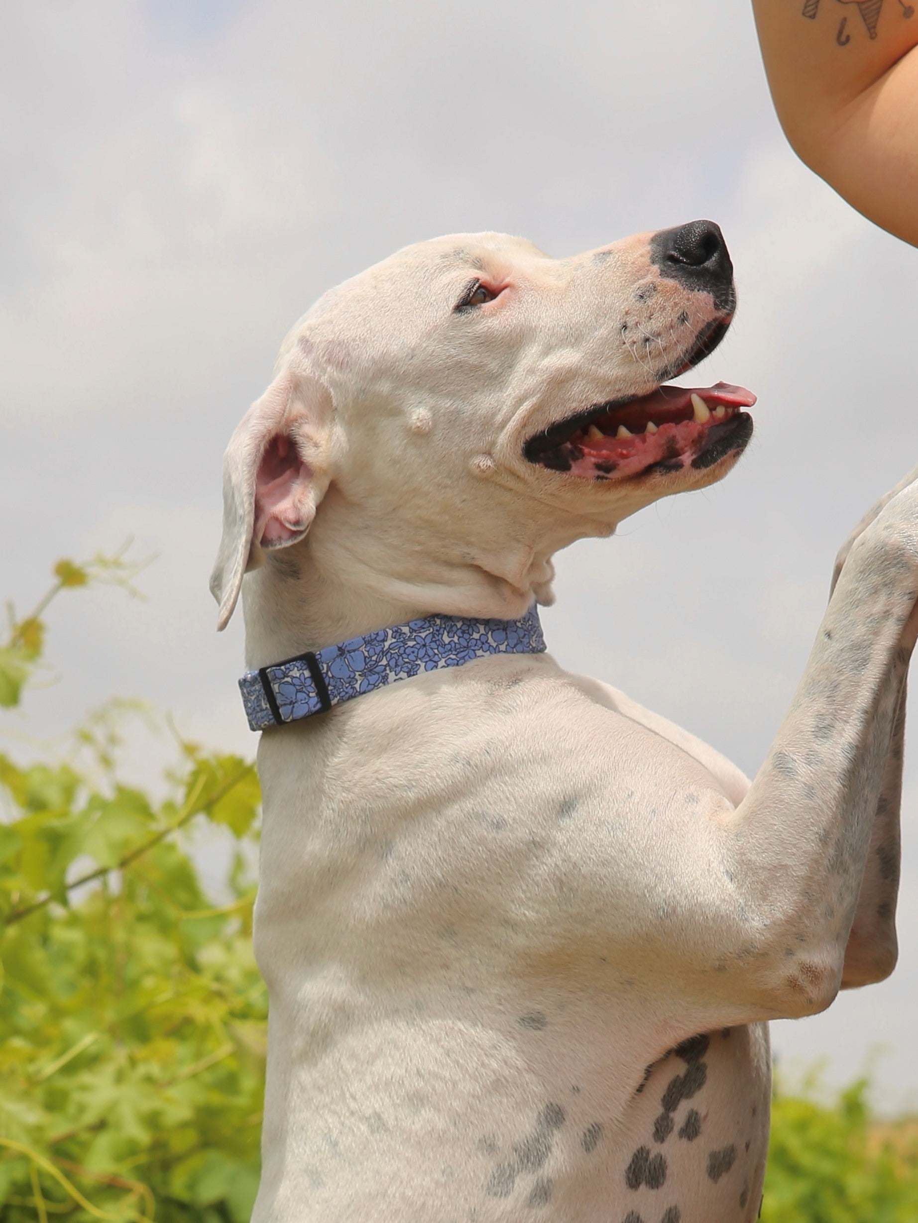 קולרים לכלבים