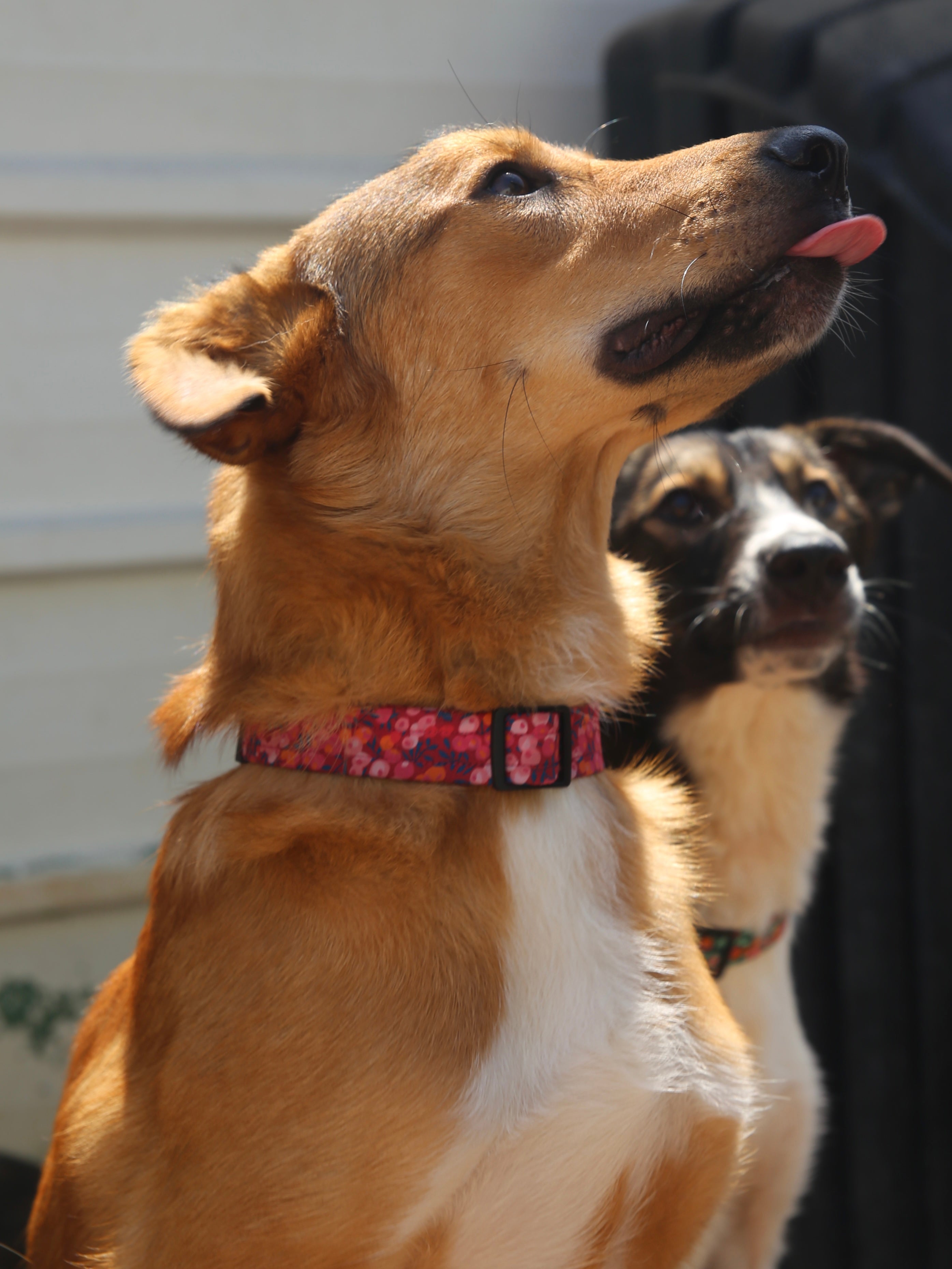 כל המוצרים לכלבים