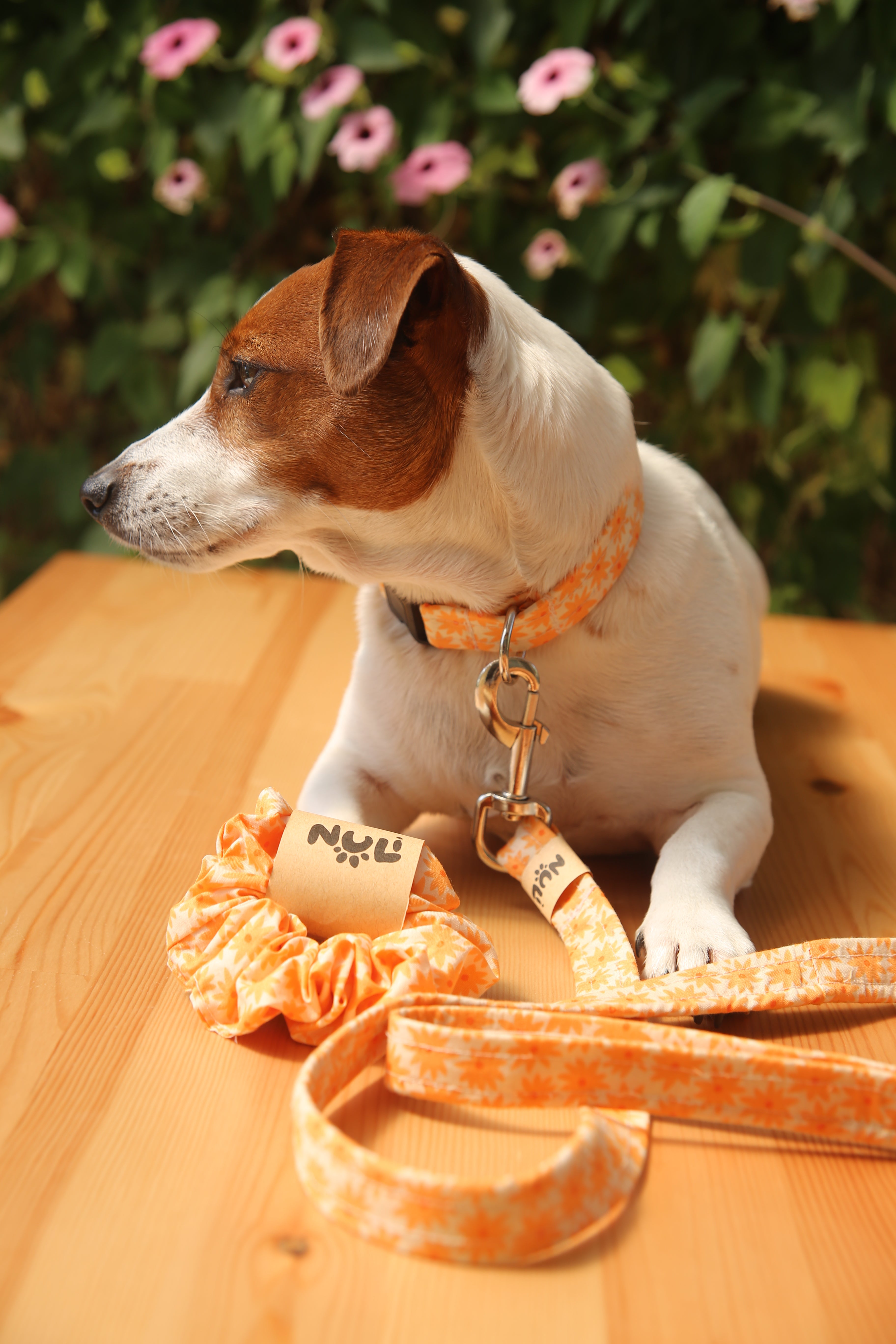 ORANGE GERBERA LEASH