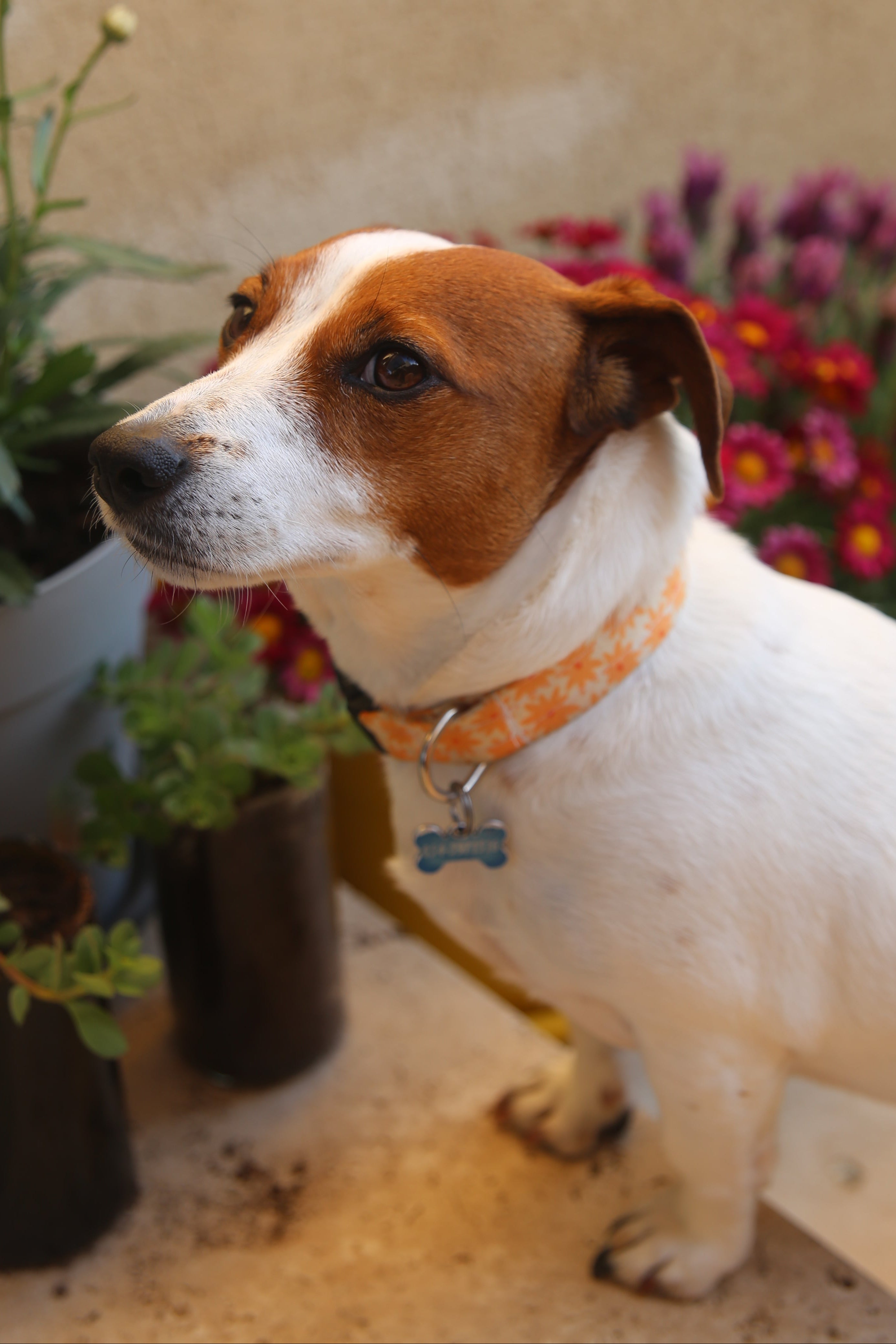 ORANGE GERBERA COLLAR