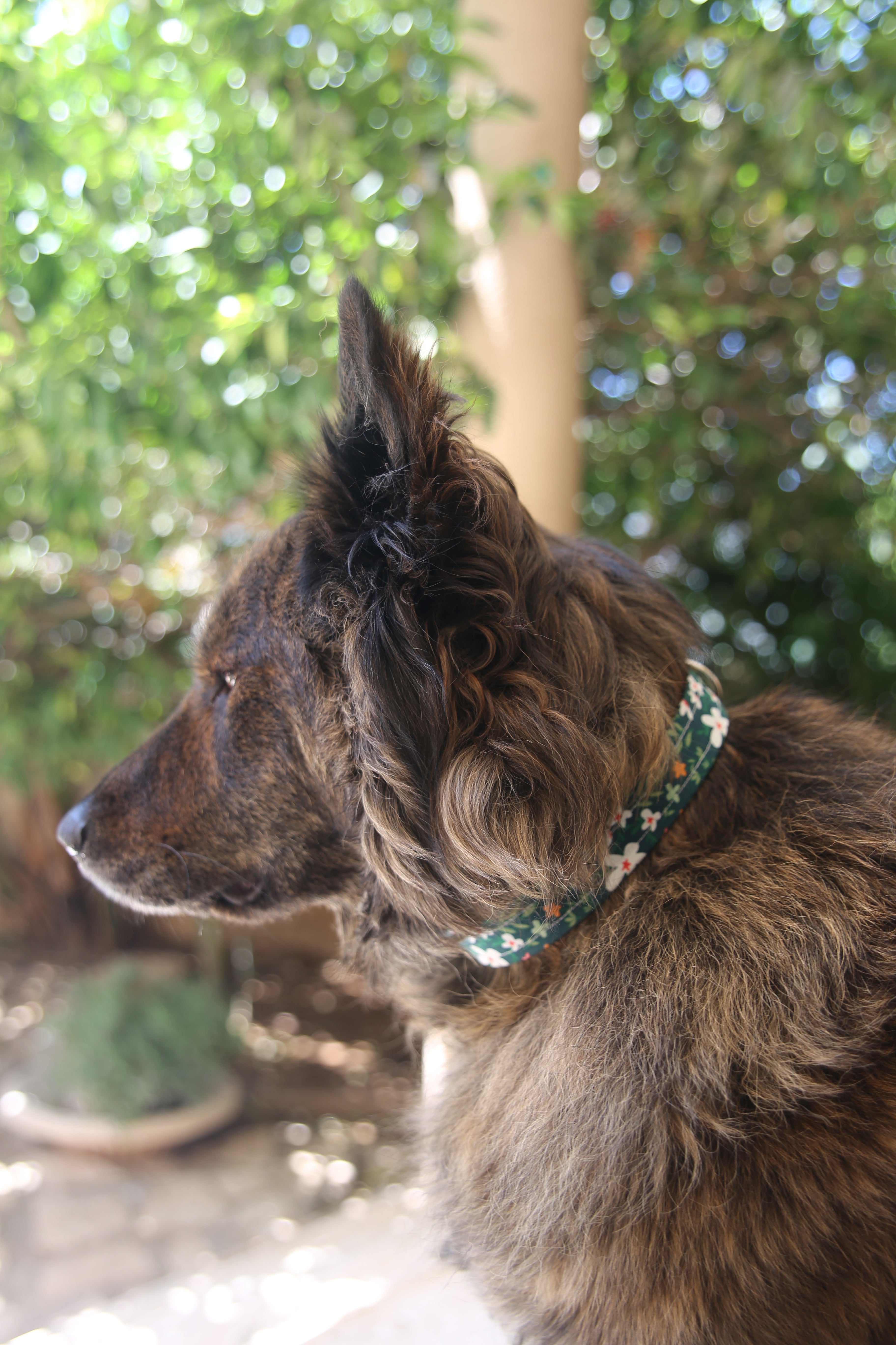 GREEN FOREST COLLAR
