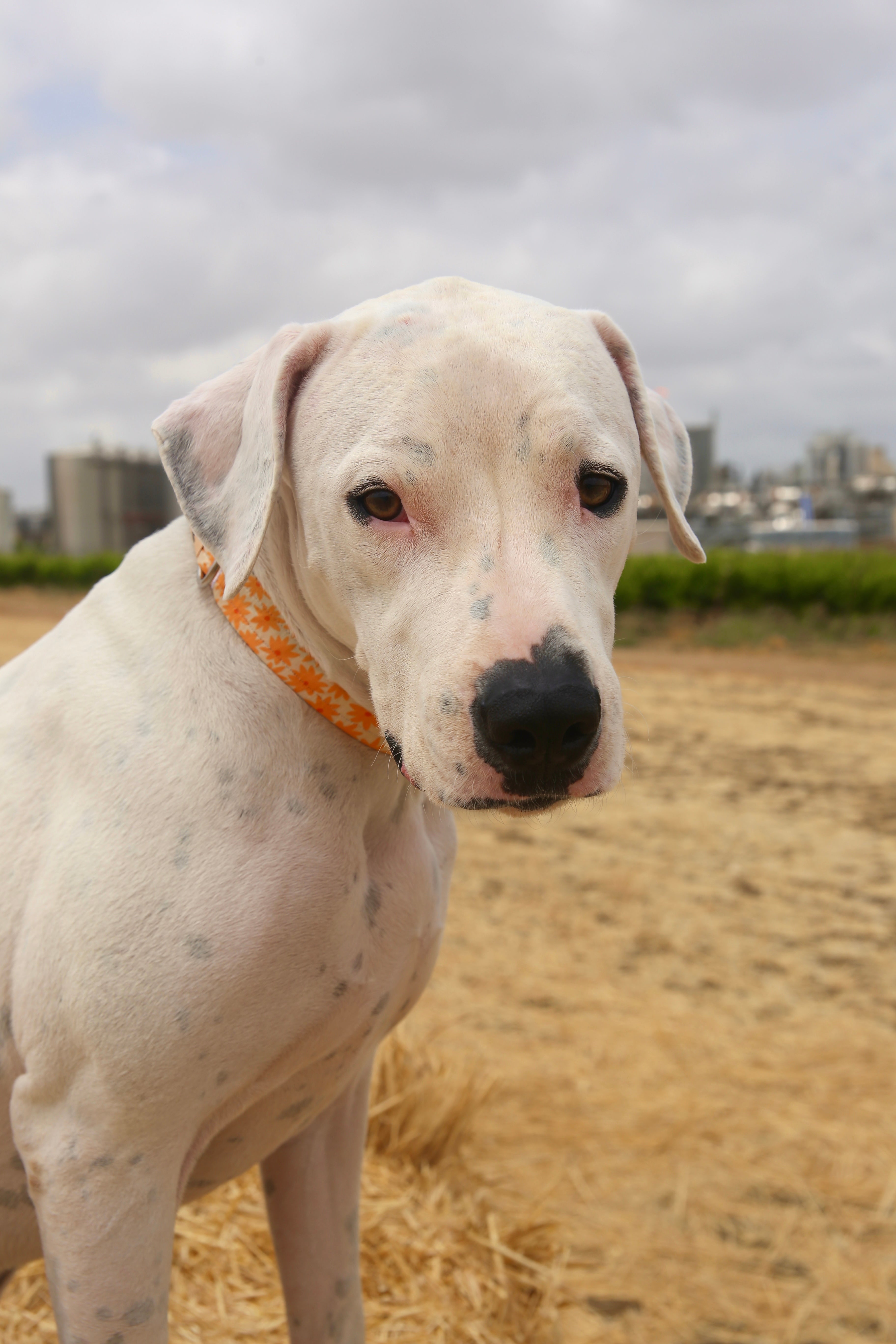 ORANGE GERBERA COLLAR
