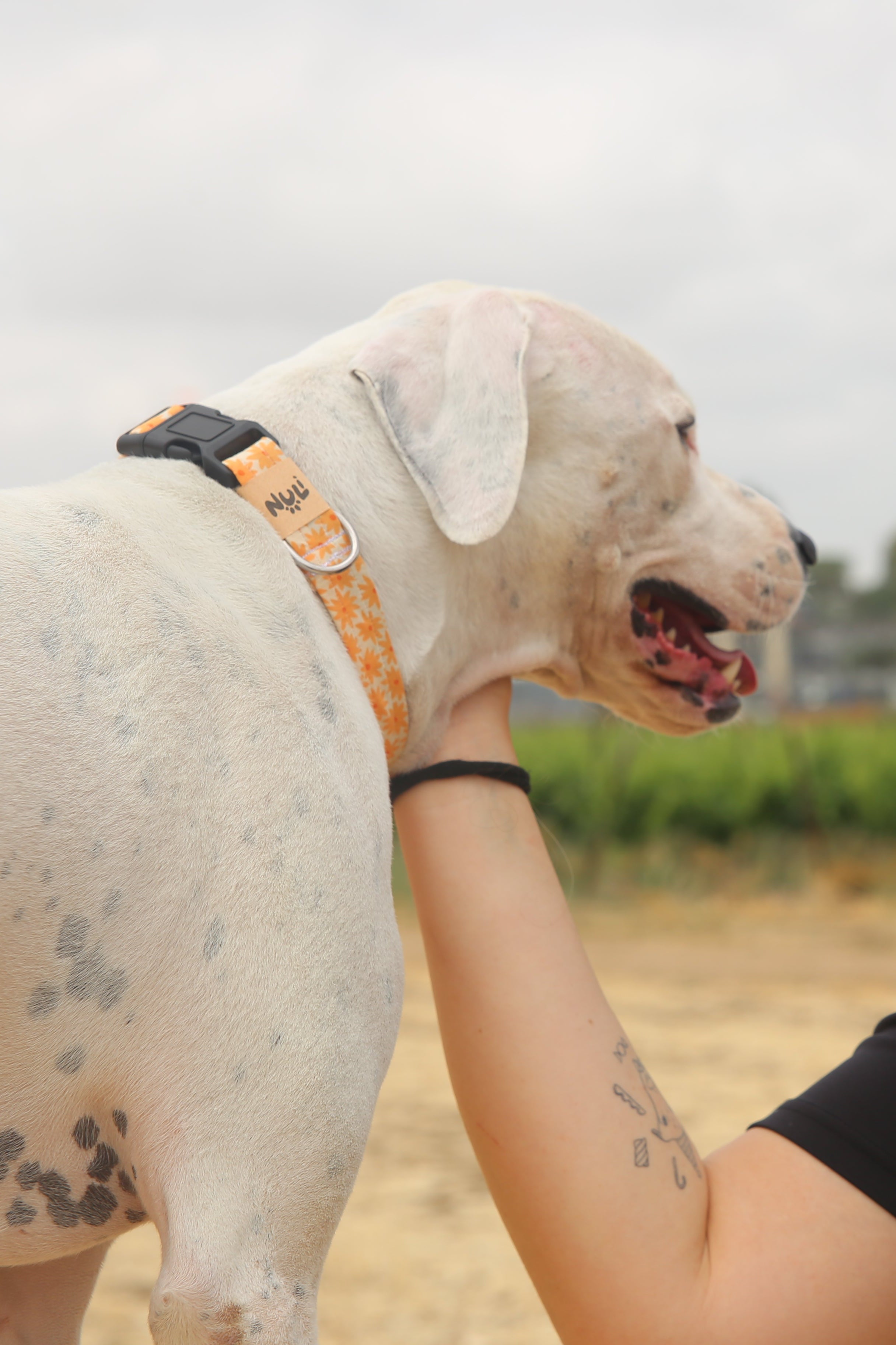 ORANGE GERBERA COLLAR