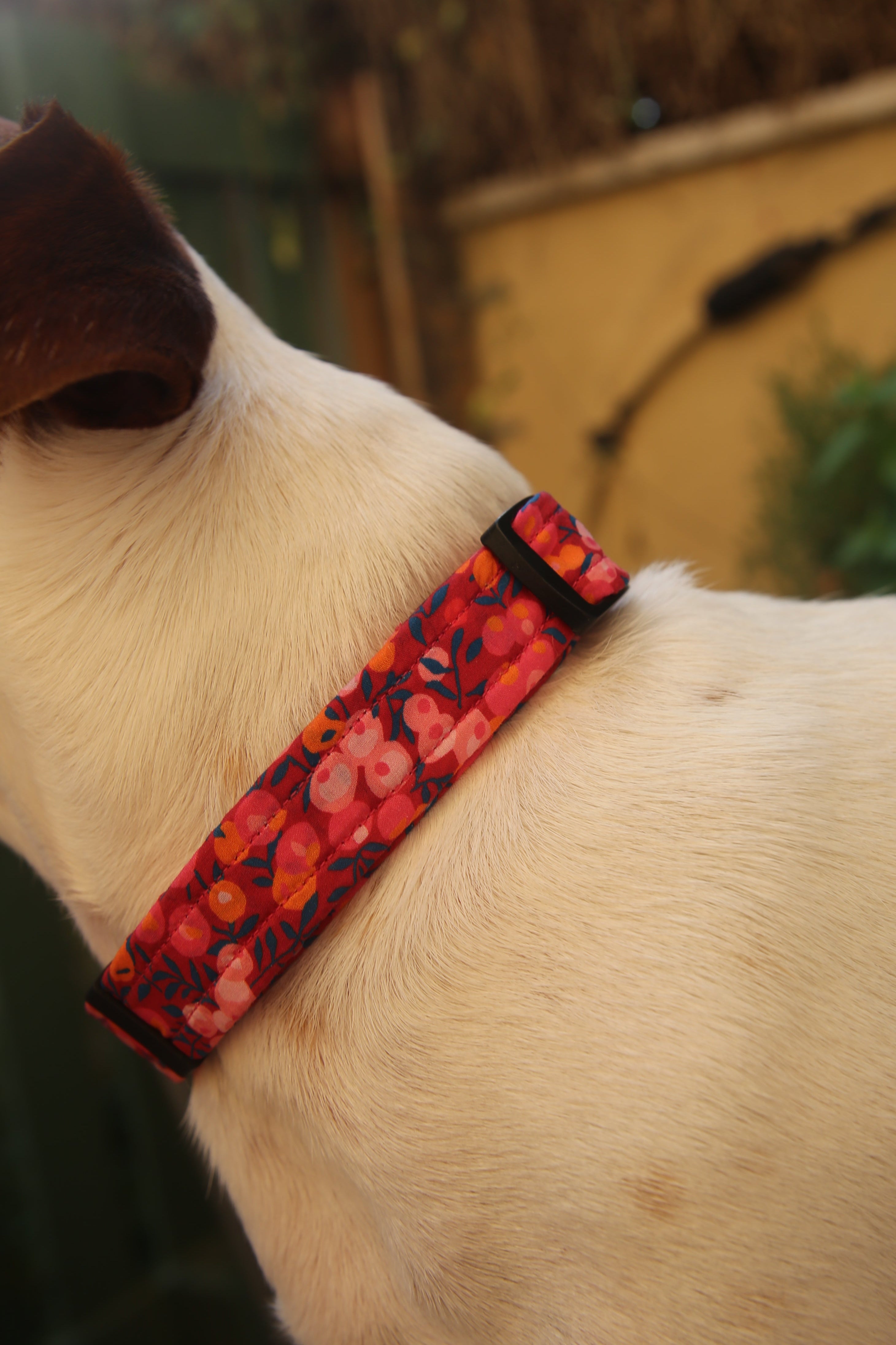 הכלב שבתמונה מידה M