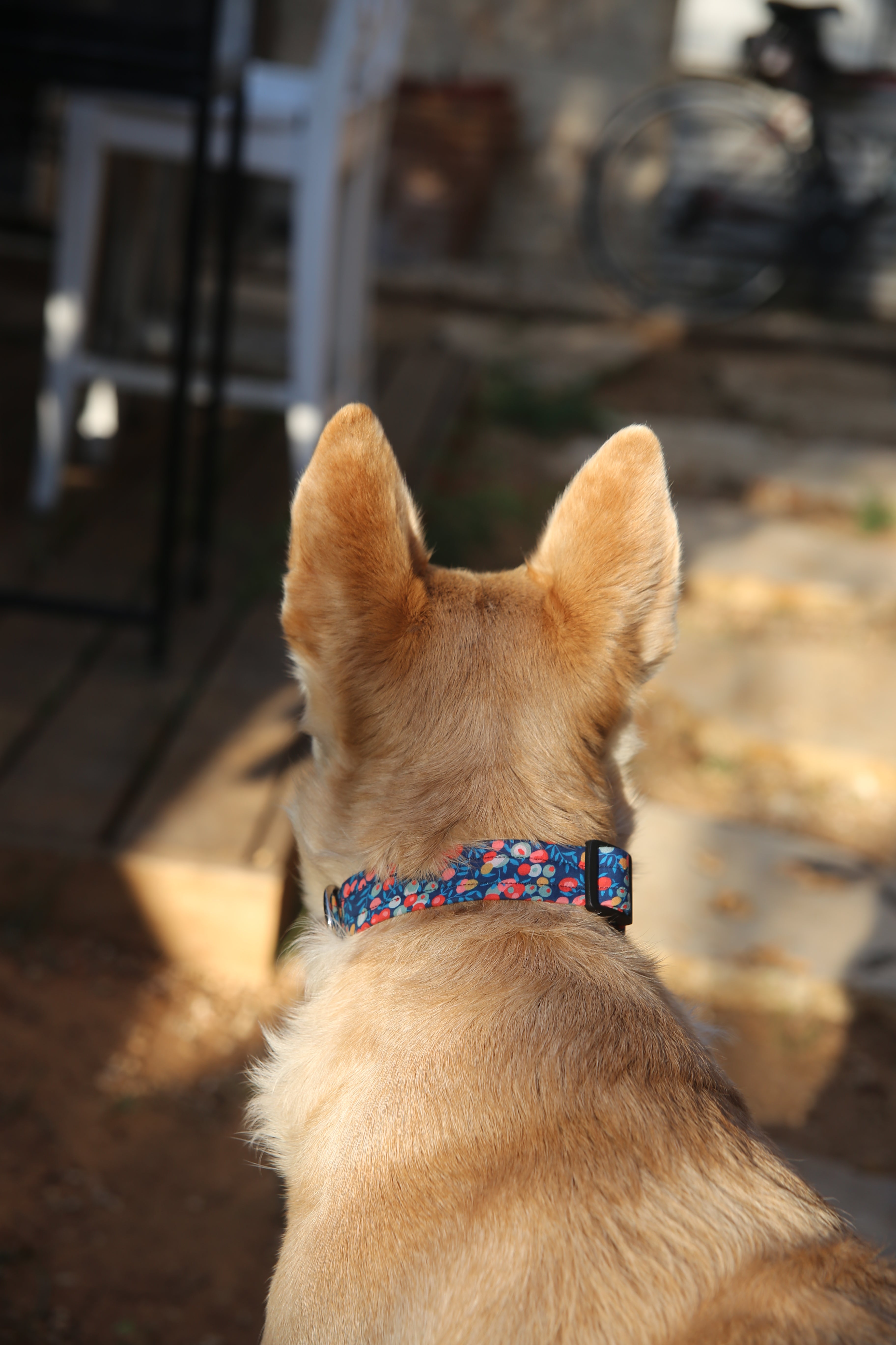 הכלב שבתמונה מידה L