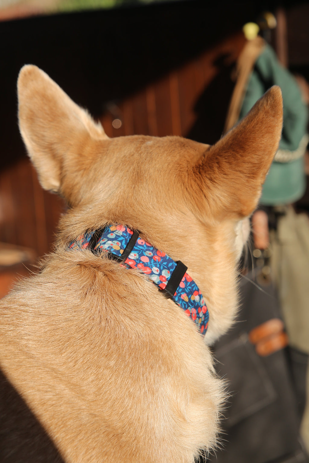 הכלב שבתמונה מידה L