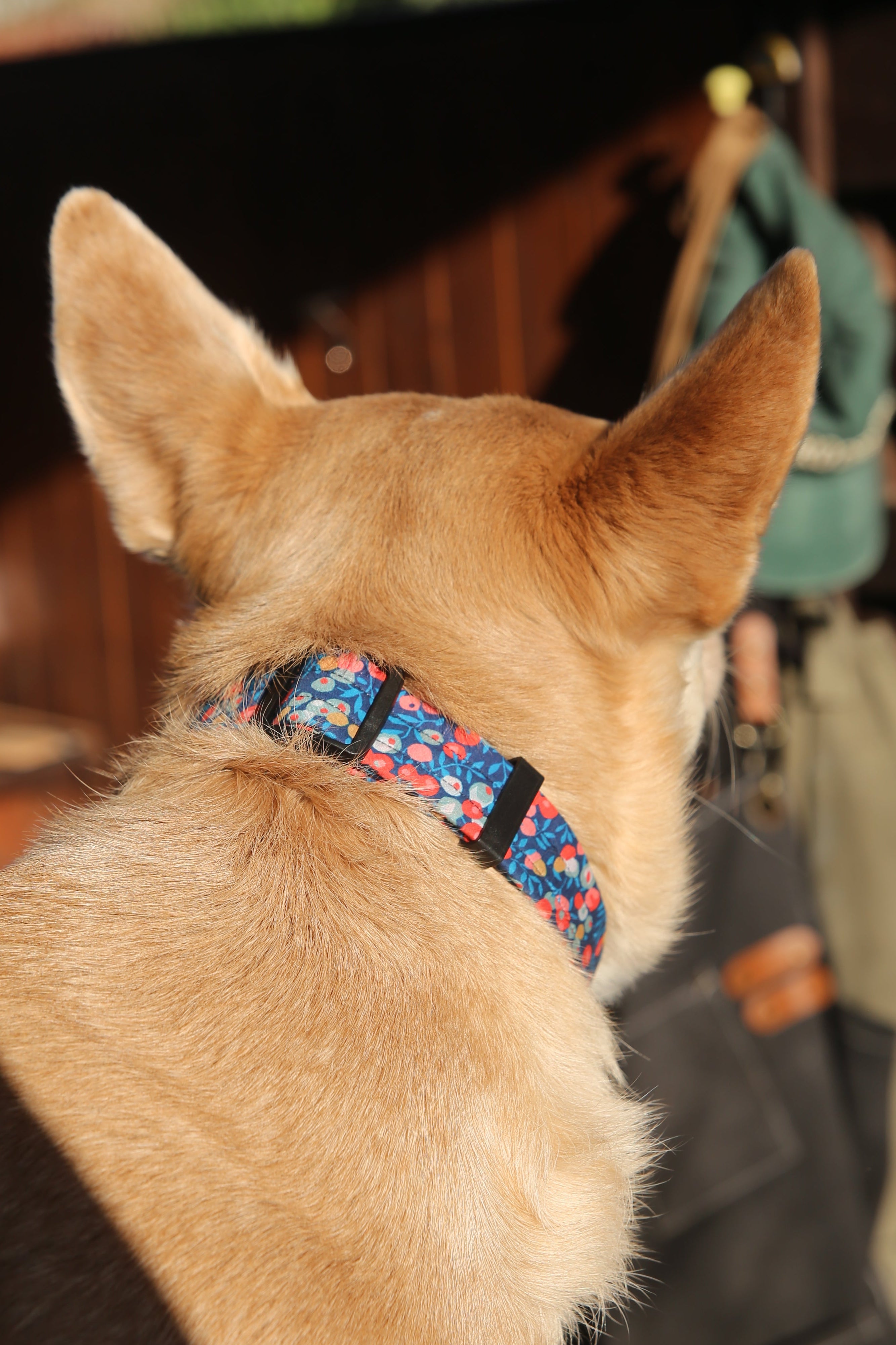 הכלב שבתמונה מידה L