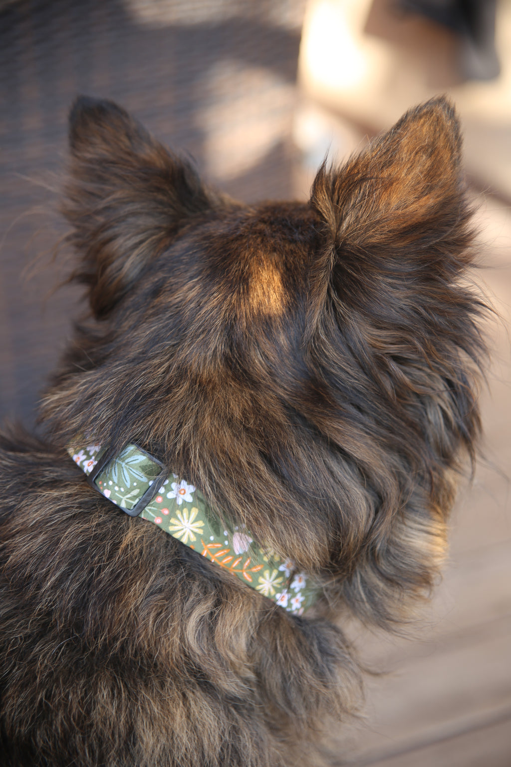 OLIVE GREEN FOREST COLLAR