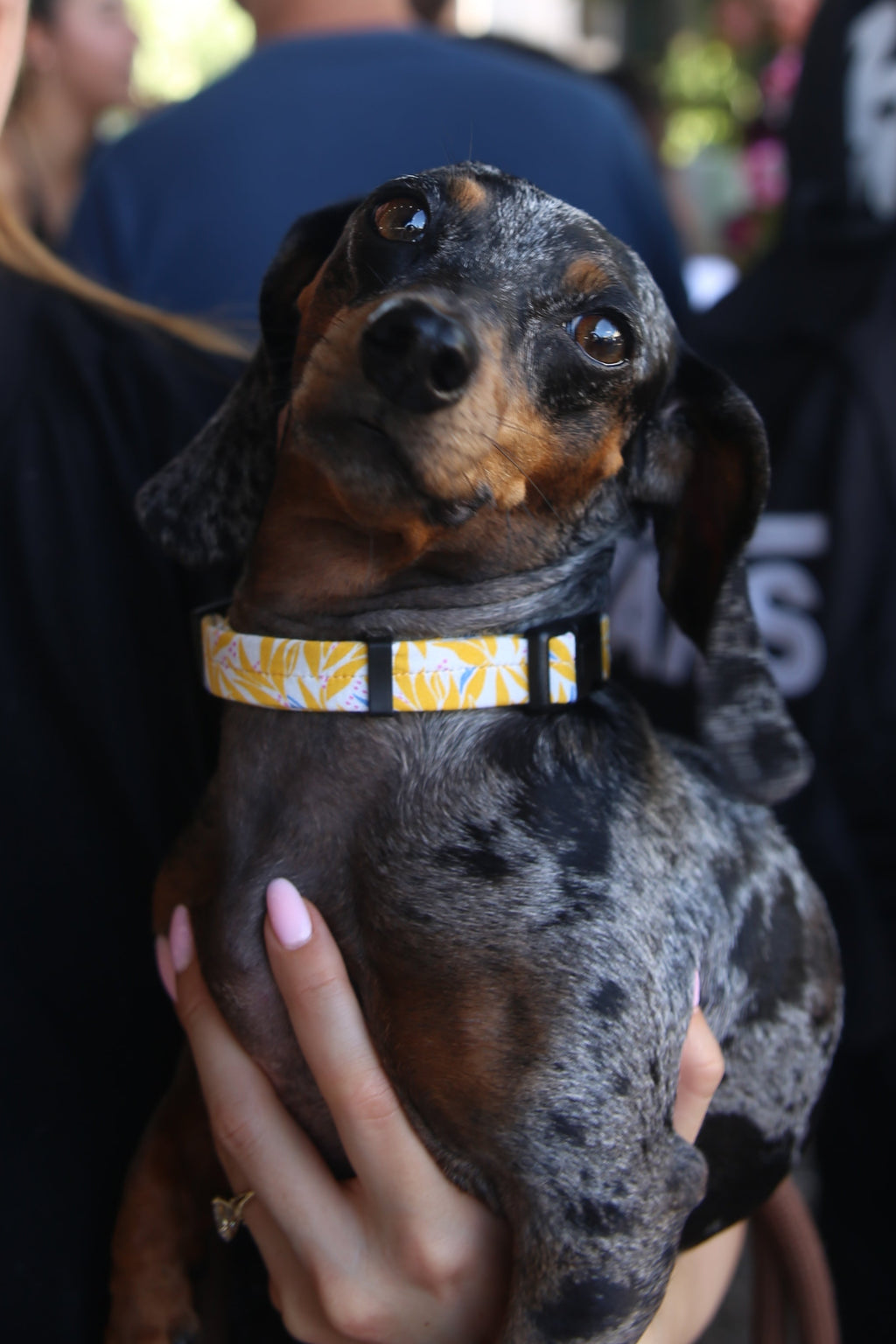 YELLOW LEAVES COLLAR