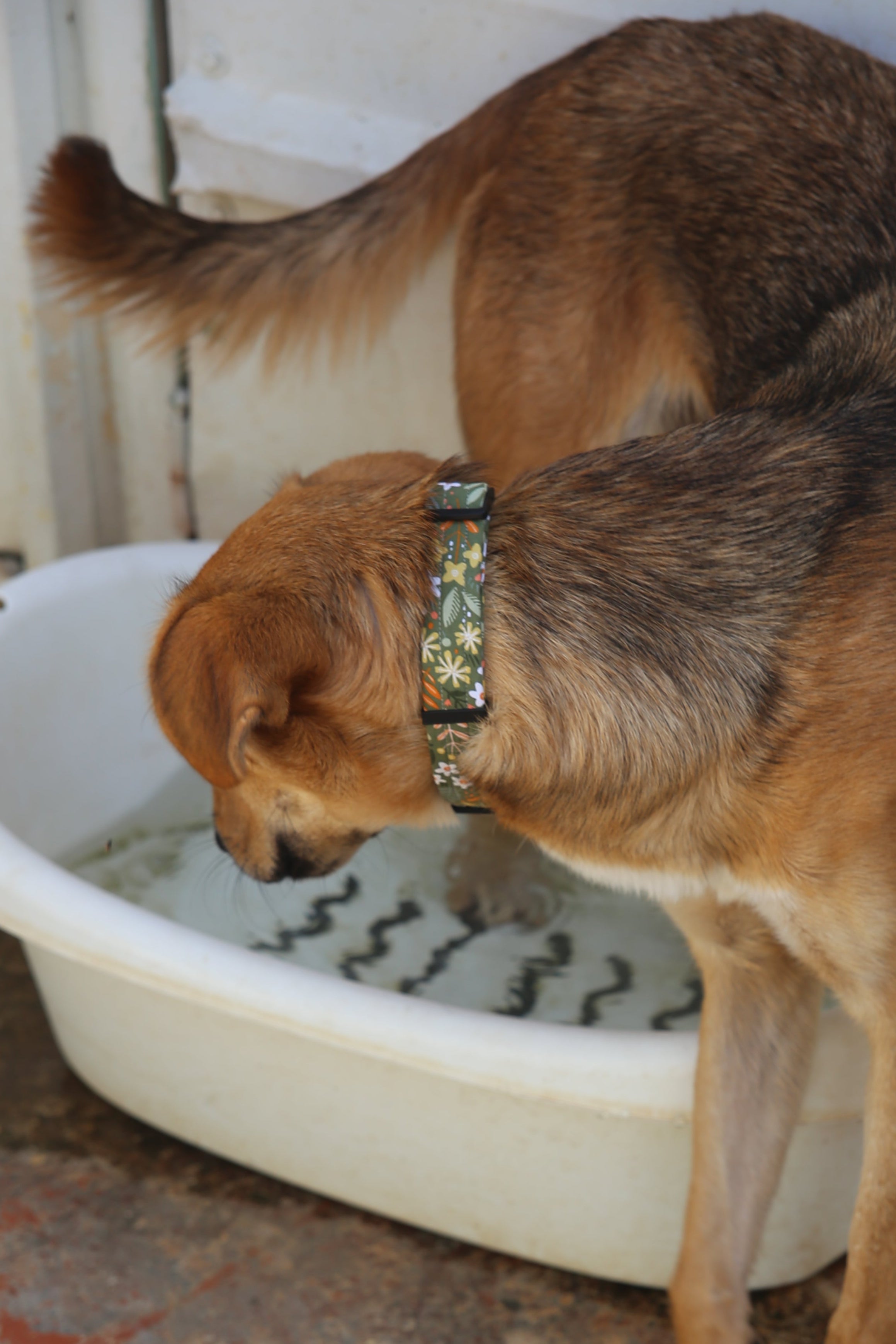 OLIVE GREEN FOREST COLLAR