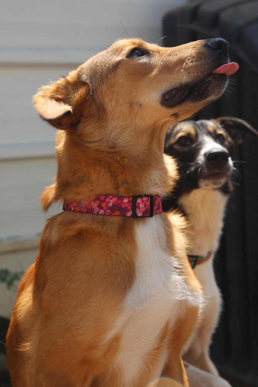 הכלב שבתמונה מידה L