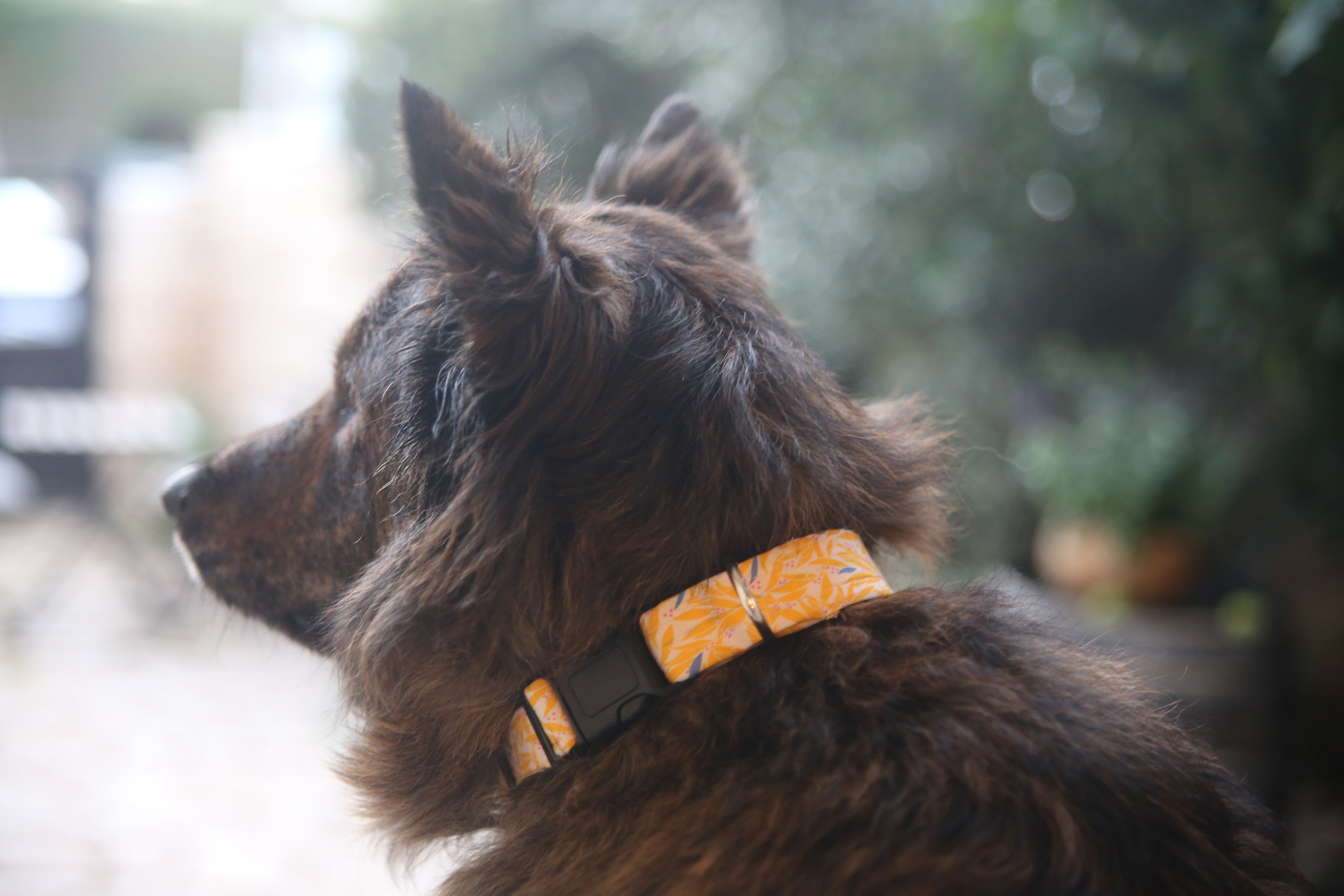 YELLOW LEAVES COLLAR
